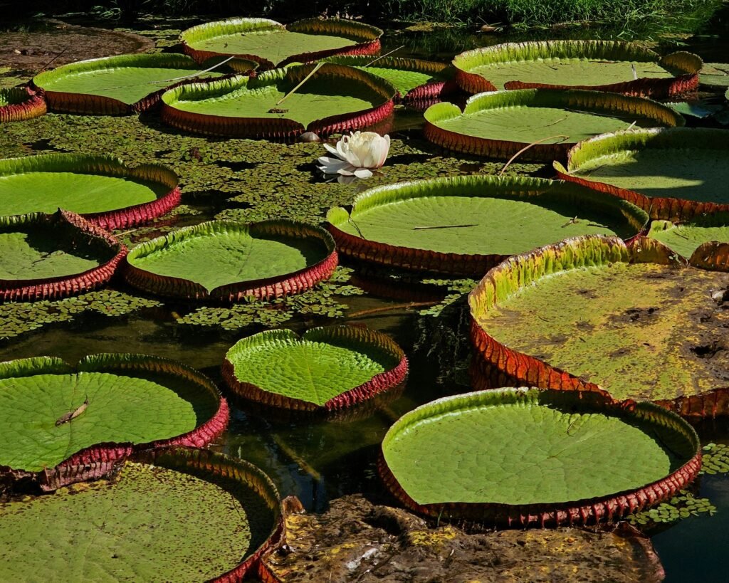 Startups de impacto na Amazônia e Cerrado